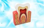Tooth Structure Stock Photo