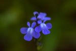 Blue Toadflax (linaria Canadensis) Stock Photo