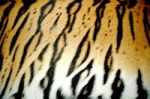 Tiger Skin Stock Photo