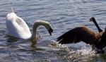 Amazing Fight Between The Canada Goose And The Swan Stock Photo