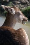 Fallow Deer (dama Dama) Stock Photo