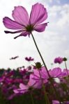 Cosmos Or Mexican Aster Stock Photo