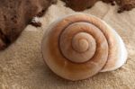 Giant Brown Snail Shell Stock Photo