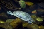 Sea Turtle In An Aquarium Stock Photo