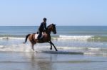 Thoroughbred Racehorse On The Beach In The Sea Stock Photo