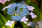 Bee On A Blue Lacecap Hydrangea Stock Photo