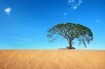 Sand Desert With Big Tree In Blue Sky Stock Photo