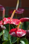 Flamingo Lily (anthurium) Stock Photo
