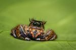 Macro Of Jumper Spider On Green Leaf Stock Photo
