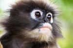 Close Up Face Of Dusky Leaf Monkey Stock Photo