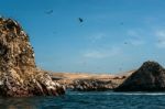 Ballestas Islands, Paracas National Reserve. The Very First Mari Stock Photo
