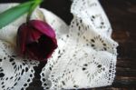 Tulip And Lace Stock Photo