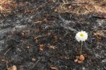 White Flower Survive On Ash Of Burnt Grass Stock Photo
