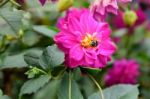 Insect Swarming On Pink Flowers Stock Photo
