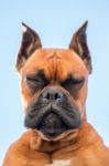 Portrait Of A Beautiful Boxer Dog Breed Stock Photo
