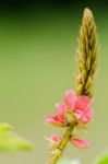 Small Panicle Of Pink Flower In Meadow Stock Photo