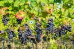 Hanging Blue Grape Bunches In Vineyard Stock Photo