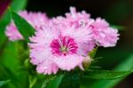 Pink Dianthus Flowers Filled With Dew Drops Stock Photo