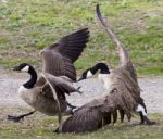 Isolated Photo With A Fight Between Two Canada Geese Stock Photo