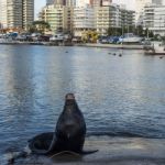 Seal Lying In The Sun In Front Of The Yacht Club In Punta Del Es Stock Photo