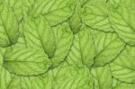 Mint Leaf Background Stock Photo