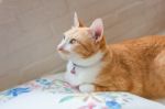 Portrait Of Cute Tabby Cat Fluffy Pet Looks Curious Stock Photo