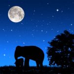 Shadow Elephants At Night Stock Photo