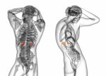 3d Rendering Medical Illustration Of The Human Adrenal Glands Stock Photo