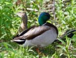 Image Of Two Mallards Standing In The Grass Stock Photo