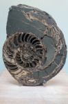 Ammonite (asteroceras Stellare) Early Jurassic Period C. 3047 Stock Photo
