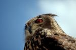 Rock Horned Owl Stock Photo