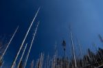 Dead Trees  Stock Photo