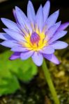 Purple Lotus Flower ( Nymphaea Nouchali ) Stock Photo