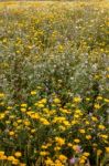 Spring Algarve Flora Stock Photo