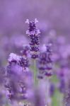 Lavandula Or Lavender Stock Photo