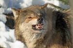 Gray Wolf Snarling Stock Photo