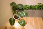 Green Plant In Minimal Room Style Stock Photo