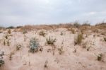 Sand Dunes With Vegetation Stock Photo