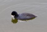 The American Coot Is Looking For Something Stock Photo