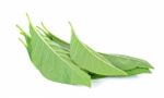 Adhatoda Vasica Or Medicinal Basak Leaf Stock Photo