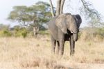 African Elephant In Serengeti National Park Stock Photo