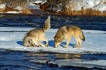 2 Gray Wolves Stock Photo