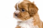 Brown Little Havanese Puppy Stock Photo