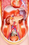 Human Torso Model With Organs Stock Photo