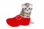 Young Cat In Red Wooden Shoe Or Clump Stock Photo