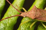 Haploprocta Sulcicornis Bug Stock Photo