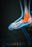 3d Illustration Of Ankle Pain By X- Ray On Background Stock Photo