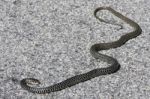 Western Whip Snake (coluber Viridiflavus) Stock Photo