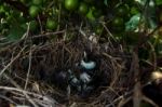 Mockingbird Nest Stock Photo