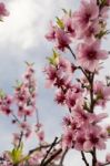 Almond Blossom Stock Photo